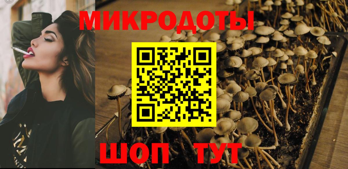 Галлюциногенные грибы Psilocybine cubensis Москва